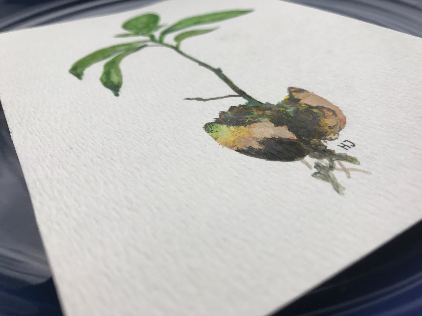 "New Life", Sprouting Avocado Seed, Watercolor Art Print