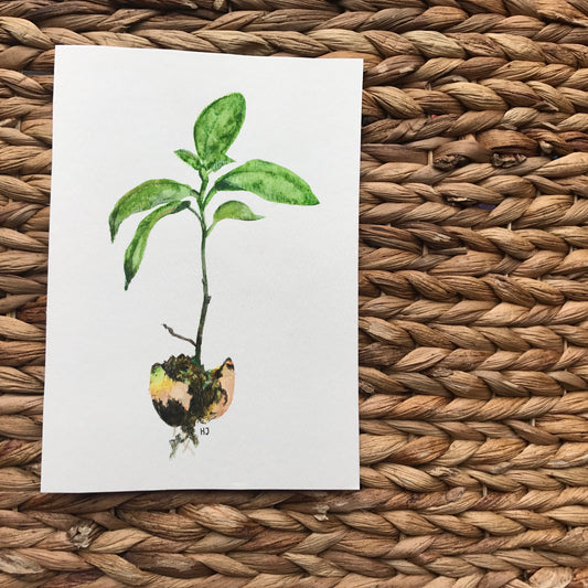 "New Life", Sprouting Avocado Seed, Watercolor Art Print