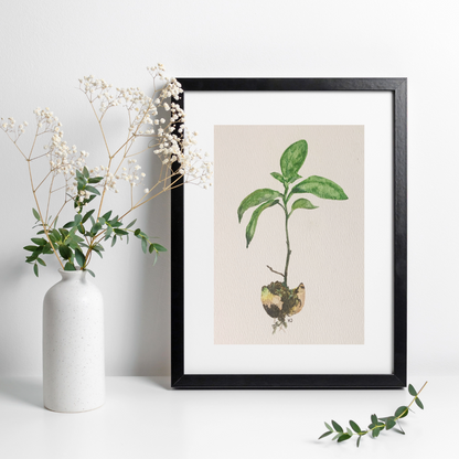 "New Life", Sprouting Avocado Seed, Watercolor Art Print